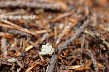 ants on a log