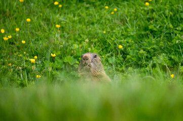 Naklejka na ściany i meble Alpine marmot (Marmota marmota) in a lush green alpine summer meadow in the Bernese Alps