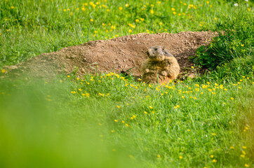 Alpine marmot (Marmota marmota) in a lush green alpine summer meadow in the Bernese Alps