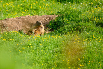 Alpine marmot (Marmota marmota) in a lush green alpine summer meadow in the Bernese Alps