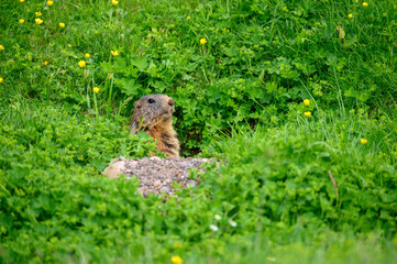 Alpine marmot (Marmota marmota) in a lush green alpine summer meadow in the Bernese Alps