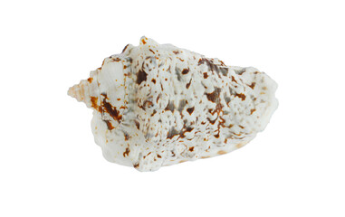 shell is isolated on a white background