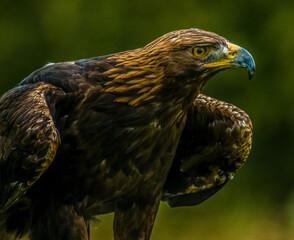 Golden Eagle -  Aquila chrysaetos