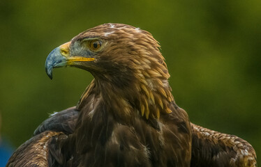 Golden Eagle -  Aquila chrysaetos
