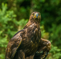 Golden Eagle -  Aquila chrysaetos