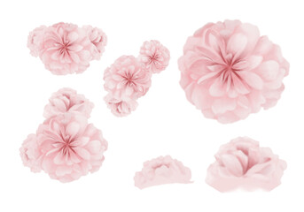 pink carnation flower