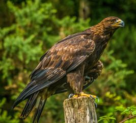Golden Eagle -  Aquila chrysaetos