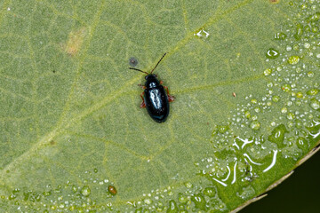 Adult Flea Beetle