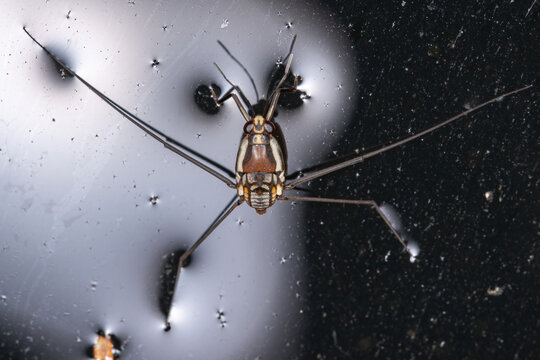 Water Strider Insect