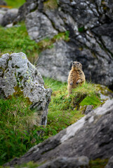 standing Alpine marmot (Marmota marmota) on rocks in the Bernese Alps