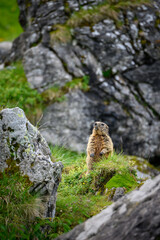 standing Alpine marmot (Marmota marmota) on rocks in the Bernese Alps