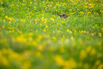 young Alpine marmot (Marmota marmota) in a lush green alpine summer meadow in the Bernese Alps