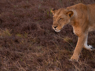 Lioness on the prowl