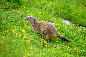 running Alpine marmot (Marmota marmota) in a lush green alpine summer meadow in the Bernese Alps