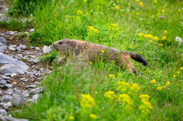 running Alpine marmot (Marmota marmota) in a lush green alpine summer meadow in the Bernese Alps