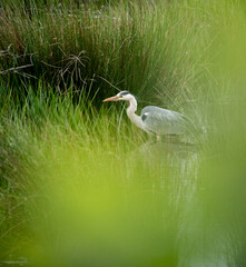 Heron through the trees