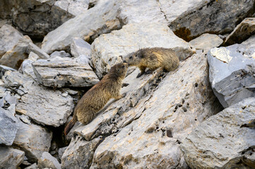 two Alpine marmots (Marmota marmota) looking out of its den in the Bernese Alps