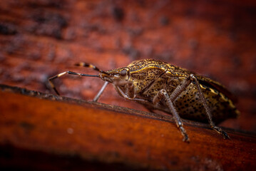 leather bug on a wooden surface
