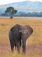 Fototapeta premium Lone Elephant, Tanzania