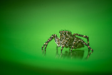 jumping spider on a green surface