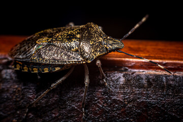 leather bug on a wooden surface