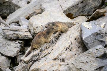 two Alpine marmots (Marmota marmota) looking out of its den in the Bernese Alps