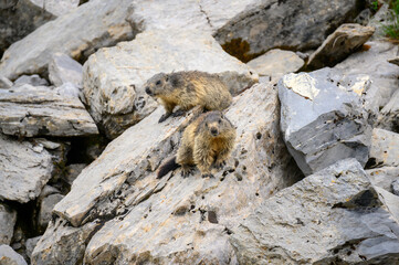 two alpine marmots on rocks in Berner Oberland