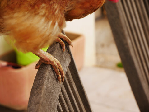 Close-up of a hen's legs on top of a chair