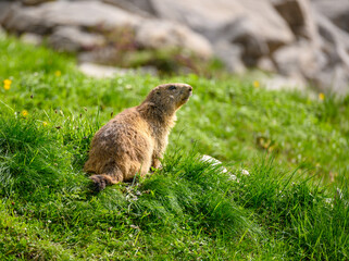 portrait of an Alpine marmot (Marmota marmota) looking out of its den in the Bernese Alps