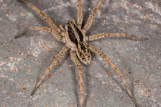Adult Wolf Spider