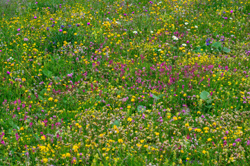 biodiverse wildflower meadow in the Bernese Alps