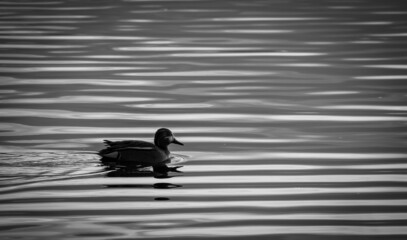 Duck on the pond