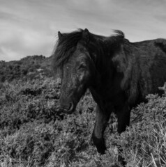 Pony on the moor.