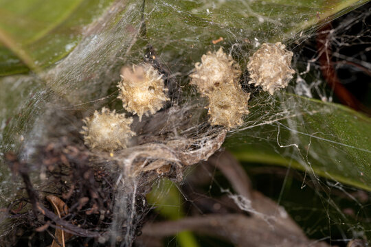 Brown Widow ootecas egg bags