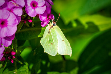 butterfly on flower