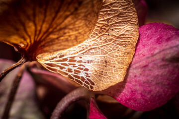 close up of a flower and a dried textured leaf