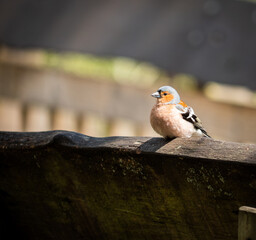 Bullfinch on a bench