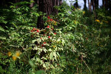 Red Elderberry Sambucus racemosa on the branches. Red Elderberry bush in the forest. poisonous berries in forest.