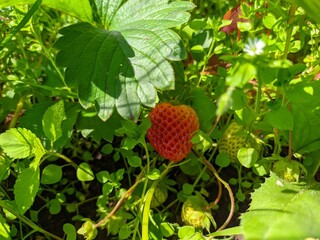 Juicy red strawberry on a bush.