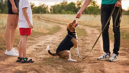 Unrecognizable owner man training purebred beagle wearing leash. Family walk the dog in rural...