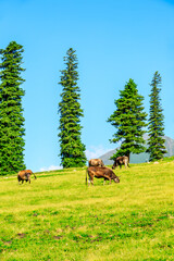 Cows on the Nalati grassland and beautiful natural landscape in Xinjiang,China.