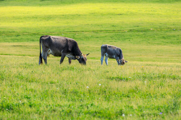 Cows eating grass on the Nalati grassland in Xinjiang,China.