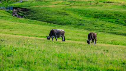 Cows eating grass on the Nalati grassland in Xinjiang,China.