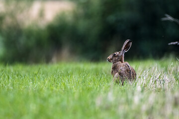 Shallow focus shot of a hare sitting on the green grass © Torsten Rudzok/Wirestock