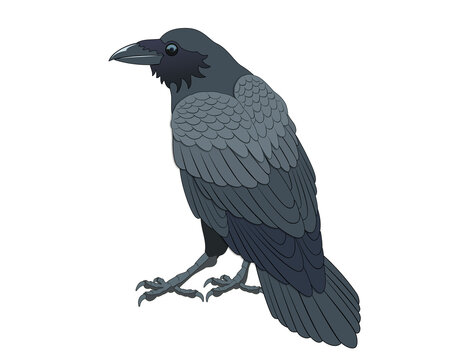 crow illustration vector isolated