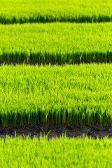 selective focus The rice plant is still young and green. comfortable in the rice fields of Thailand. comfortable green background image
