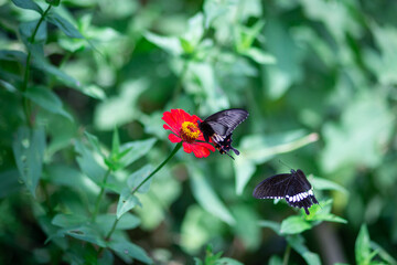 selective focus The black butterfly is flying towards the red flower. on a green leaf background the concept of freely appreciating nature