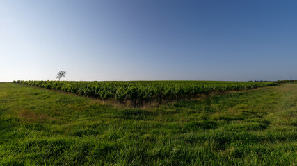 Medoc vineyards in the Gironde country