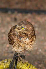 Burrowing Owl gazing Birds of Prey Centre Coleman Alberta Canada