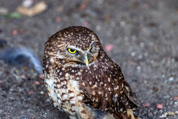 Burrowing owls watching the sights. Birds of Prey Centre, Coledale, Alberta, Canada